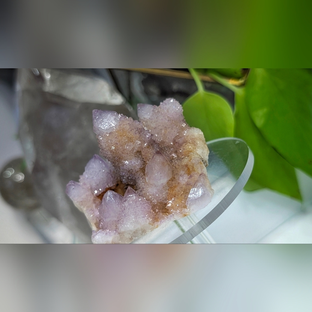 Ametrine Spirit Cactus Quartz Crystal Cluster